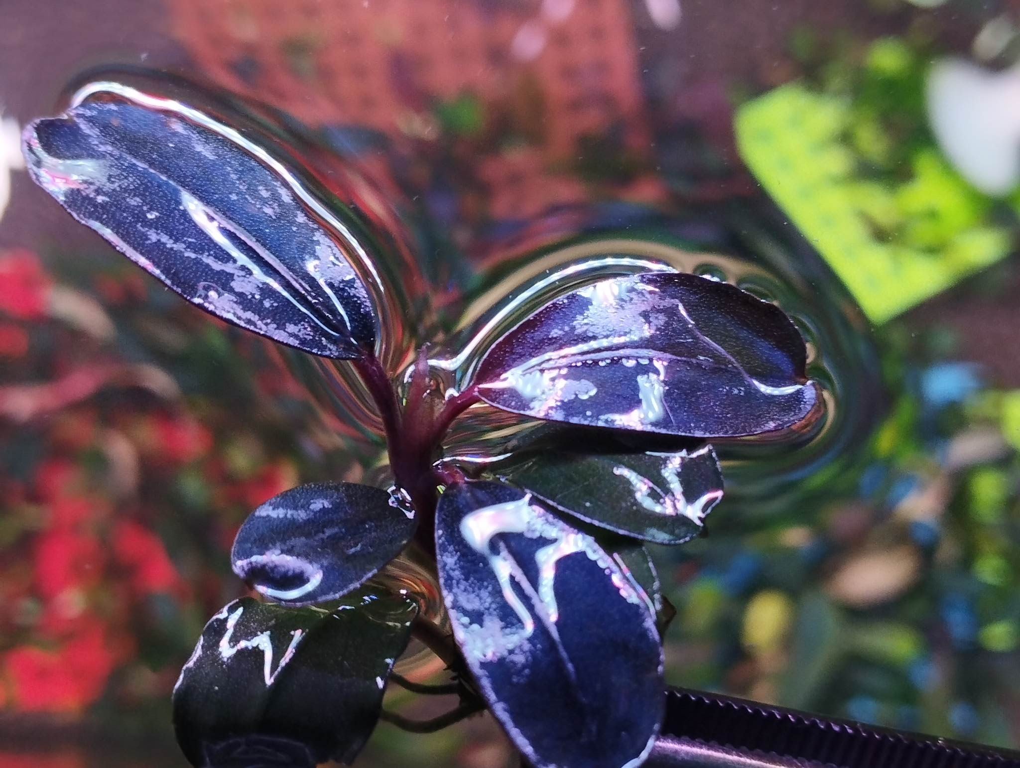 ブセファランドラsp. Violet Blossom 2株セット 完全水中葉 - 水槽